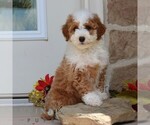Small #2 Goldendoodle (Miniature)