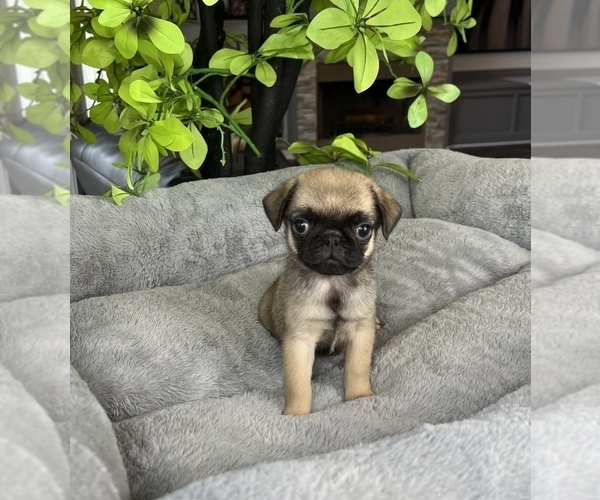 Medium Photo #4 Pug Puppy For Sale in FRANKLIN, IN, USA