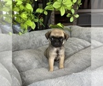 Small Photo #4 Pug Puppy For Sale in FRANKLIN, IN, USA