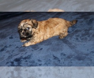 Shih Tzu Puppy for sale in THAYER, KS, USA