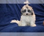 Small #5 ShihPoo