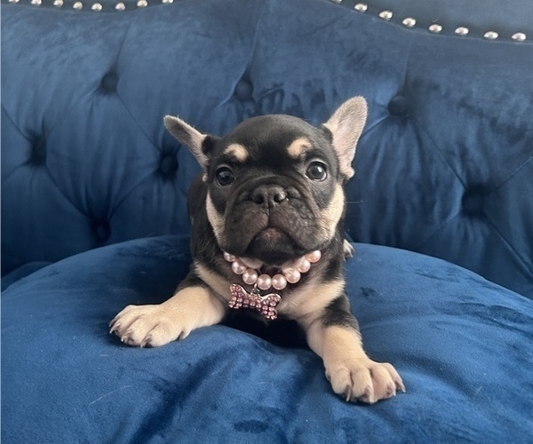Medium Photo #11 French Bulldog Puppy For Sale in ENCINO, CA, USA