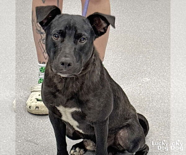 Medium Photo #4 Labrador Retriever-Retriever  Mix Puppy For Sale in Washington, DC, USA