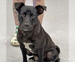 Small #3 Labrador Retriever-Retriever  Mix