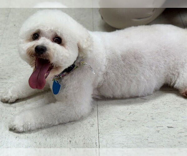 Medium Photo #1 Bichon Frise Puppy For Sale in Ames, IA, USA