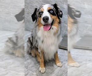 Father of the Australian Shepherd puppies born on 05/07/2025