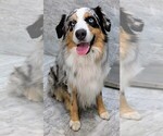 Small Photo #1 Australian Shepherd Puppy For Sale in SOUTH HILL, VA, USA