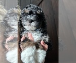 Puppy Puppy 5 Bernedoodle (Miniature)