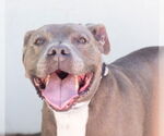Small #1 American Pit Bull Terrier