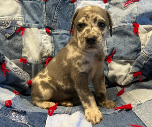 American Pit Bull Terrier-Labrador Retriever Mix Puppy for sale in RUTHERFORDTON, NC, USA