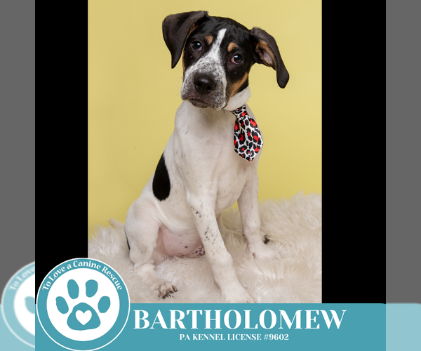 Medium Photo #12 Beagle-Unknown Mix Puppy For Sale in Kimberton, PA, USA