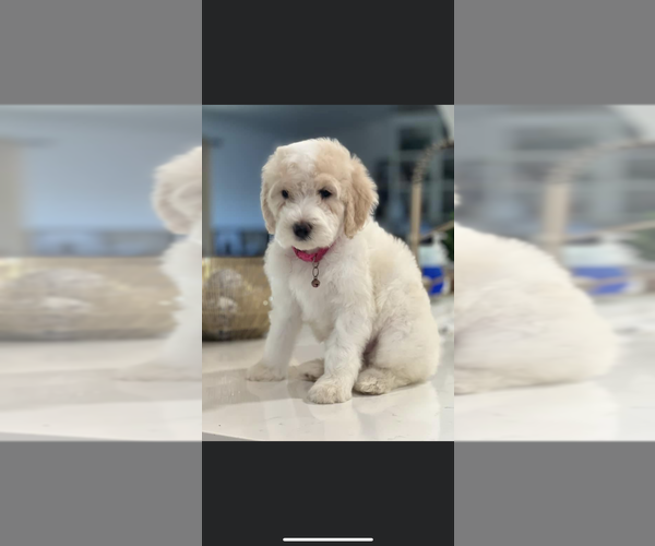 Medium Photo #1 Goldendoodle Puppy For Sale in CALHOUN CITY, MS, USA