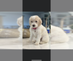 Small Photo #1 Goldendoodle Puppy For Sale in CALHOUN CITY, MS, USA