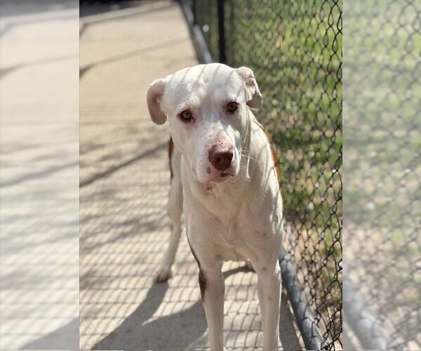 Medium Photo #2 Mutt Puppy For Sale in Tulsa, OK, USA