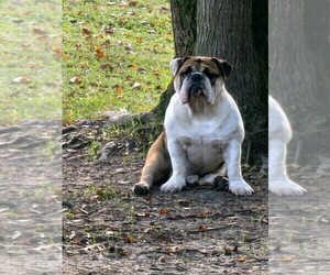 Father of the English Bulldogge puppies born on 01/25/2025