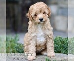 Small #2 Cavapoo (Miniature)