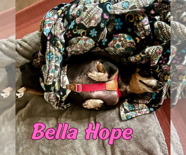 Medium Photo #45 Dachshund-Unknown Mix Puppy For Sale in San Antonio, TX, USA