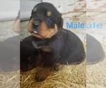 Small Photo #5 Rottweiler Puppy For Sale in COLUMBIA, MO, USA