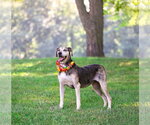Small #6 Catahoula Leopard Dog Mix