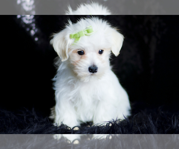 Medium Photo #88 Morkie Puppy For Sale in WARSAW, IN, USA