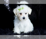 Small Photo #88 Morkie Puppy For Sale in WARSAW, IN, USA