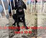 Small #3 Labrador Retriever Mix