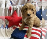 Small #4 Australian Labradoodle-Bernedoodle Mix