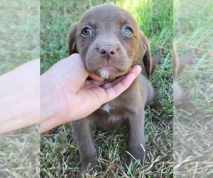 Labbe Puppy for sale in APPOMATTOX, VA, USA