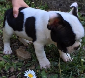 Faux Frenchbo Bulldog Puppy for sale in FERNWOOD, ID, USA