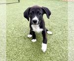 Small #4 Labrador Retriever Mix