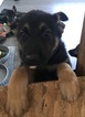 Small Photo #3 German Shepherd Dog Puppy For Sale in ADRIAN, MI, USA
