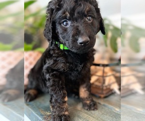Goldendoodle-Poodle (Standard) Mix Puppy for sale in FLAT ROCK, NC, USA