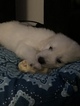 Small Photo #88 Goldendoodle Puppy For Sale in VACAVILLE, CA, USA