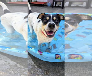 Lab-Pointer Dogs for adoption in Rockaway, NJ, USA