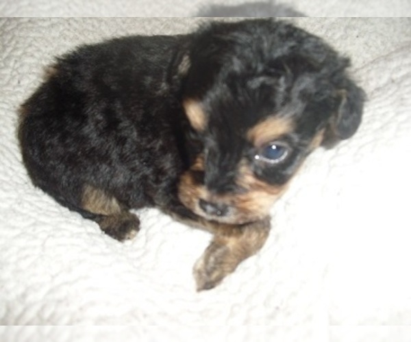 Medium Photo #2 Poodle (Toy)-Yorkshire Terrier Mix Puppy For Sale in JACKSON, MS, USA