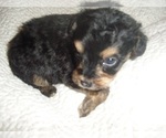 Small Photo #2 Poodle (Toy)-Yorkshire Terrier Mix Puppy For Sale in JACKSON, MS, USA
