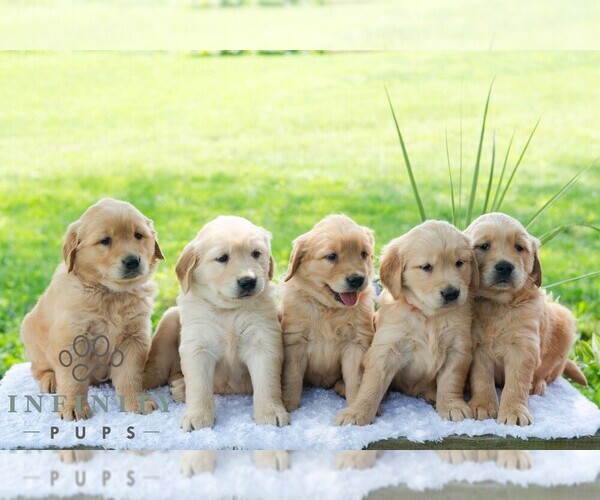 Medium Photo #2 Golden Retriever Puppy For Sale in NEWPORT, PA, USA