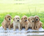 Small #1 Golden Retriever