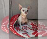 Small Chihuahua