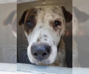 American Staffordshire Terrier-Unknown Mix Dogs for adoption in San Antonio, TX, USA