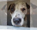 Small American Staffordshire Terrier Mix