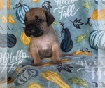 Small Photo #14 Cane Corso Puppy For Sale in OKLAHOMA CITY, OK, USA