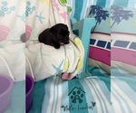 Small #8 French Bulldog