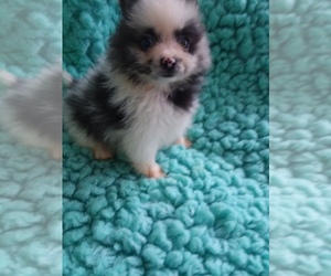 Pomeranian Puppy for Sale in LAUREL, Mississippi USA