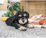 Small Schnauzer (Miniature)