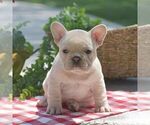 Small #4 French Bulldog