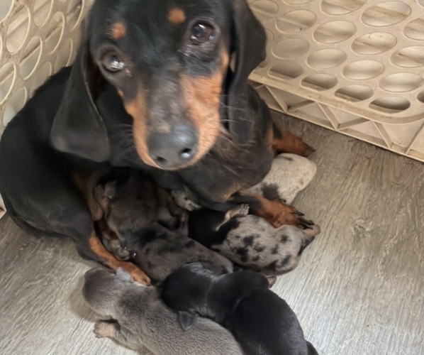 Medium Photo #1 Dachshund Puppy For Sale in BLMGTN, IN, USA