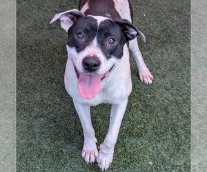 American Pit Bull Terrier-Unknown Mix Dogs for adoption in Rockwall, TX, USA