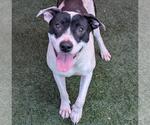 Small American Pit Bull Terrier Mix