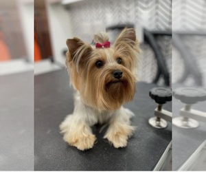 Mother of the Yorkshire Terrier puppies born on 02/27/2026